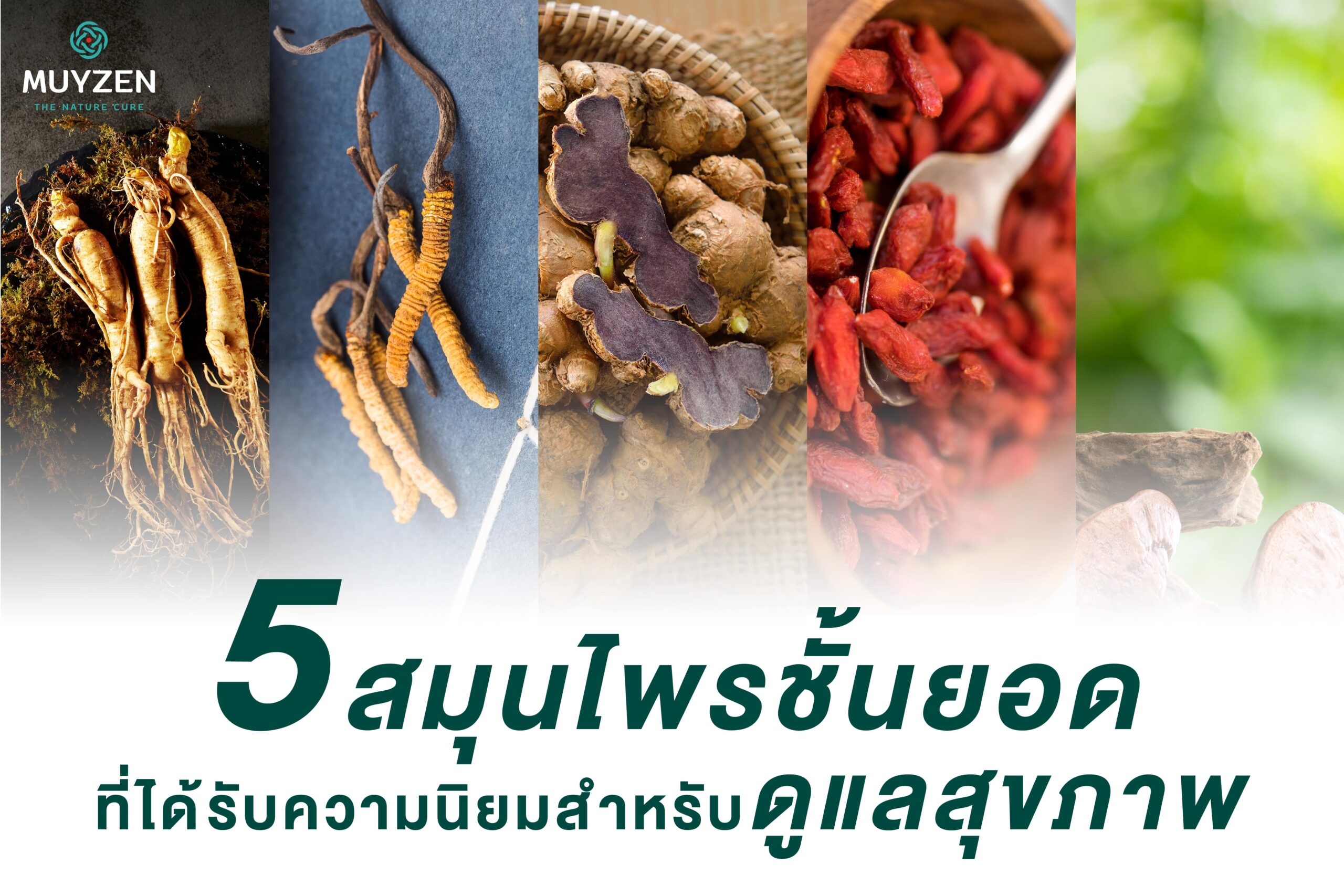 Five popular herbs for healthcare